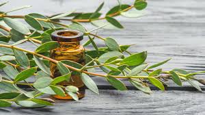 Eucalyptus Oil - Essential Oil